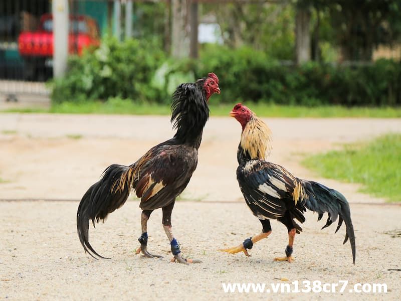 Chiến kê trang bị cựa dao sắc bén