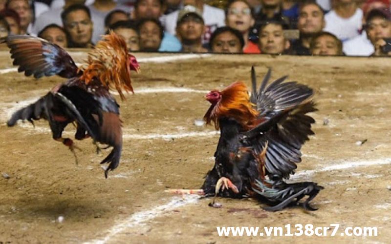 Đá gà online Indonesia thu hút nhiều người xem và cá cược