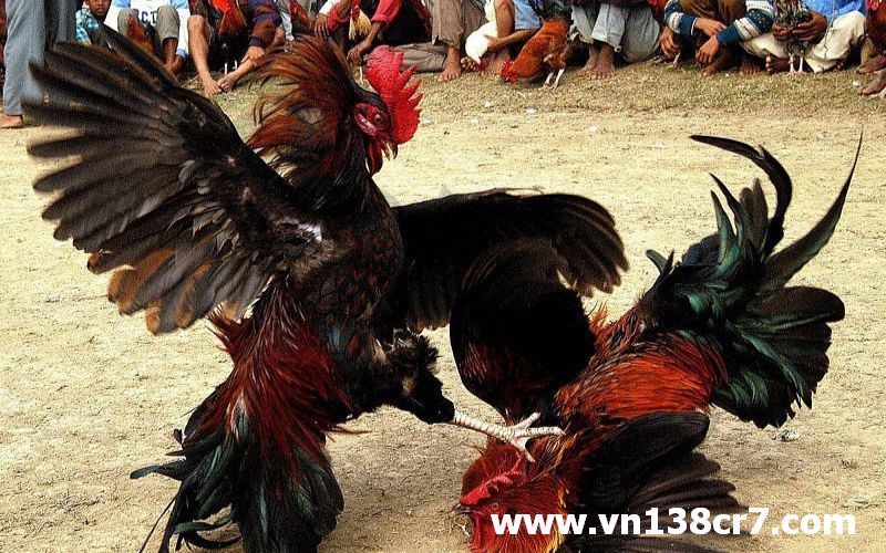 Vì sao có khái niệm đá gà Online ăn 5 lai