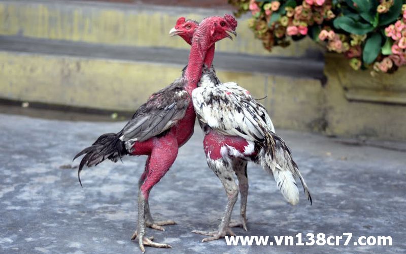 Ưu điểm của đá gà Online Thái Lan thu hút nhiều người chơi