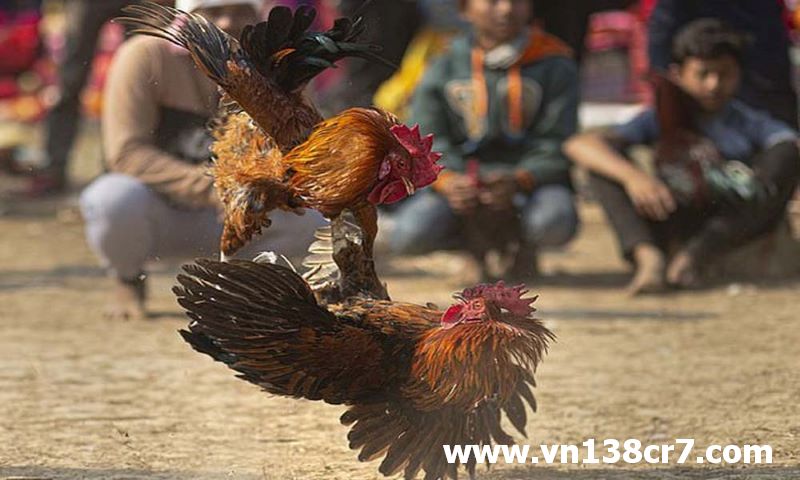 Chuồng trại nuôi gà rộng rãi thoáng mát