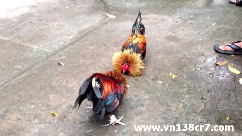 Đá gà Malaysia khá được yêu thích trong giới đá gà