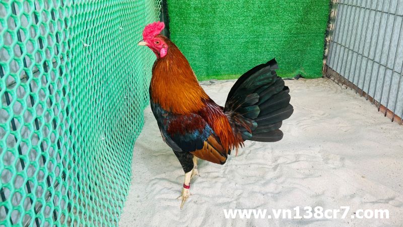 Gà tre Mỹ được đánh giá rất cao