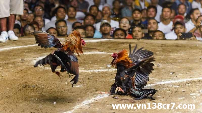 Mỗi đội có nhiều cặp gà thi đấu