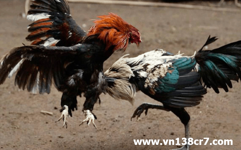 Mỗi trận đấu của đá gà Thomo đều kịch tính lôi cuốn