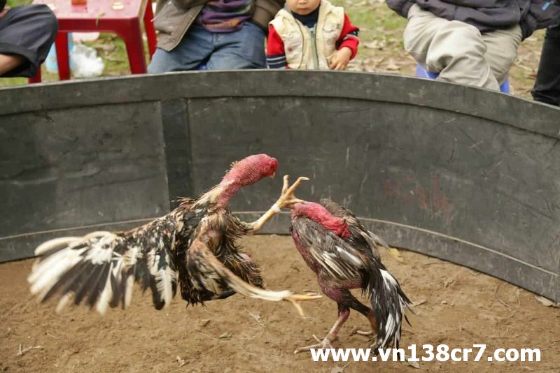 Một số loại kèo trong đá gà trực tiếp