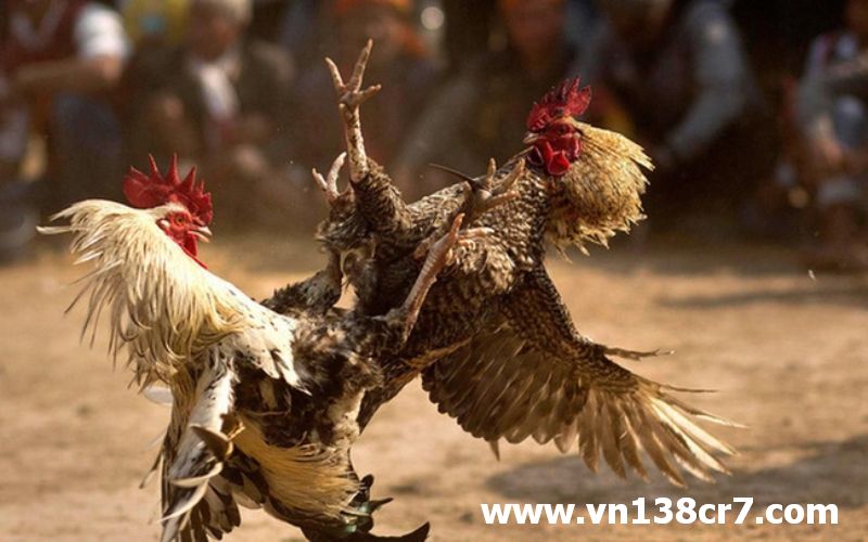 Các trận đá gà hay được cập nhật thường xuyên