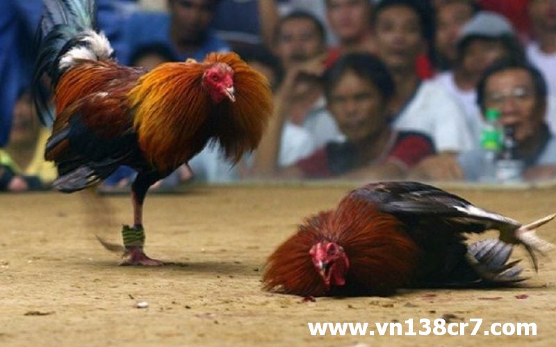 Nhiều phương thức đá gà hay và kịch tính