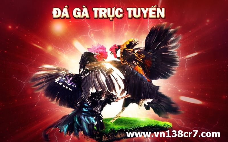 Xem đá gà trực tuyến ngay tại nhà