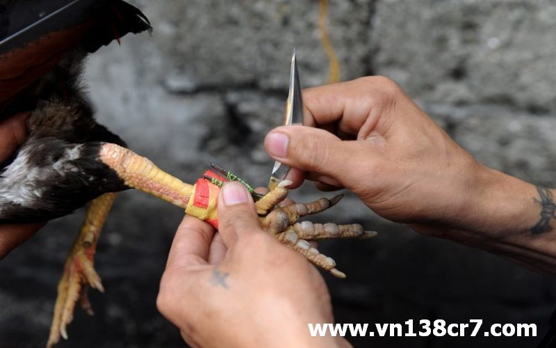 Đá gà trực tiếp cựa sắt là hình thức phổ biến tại Thomo