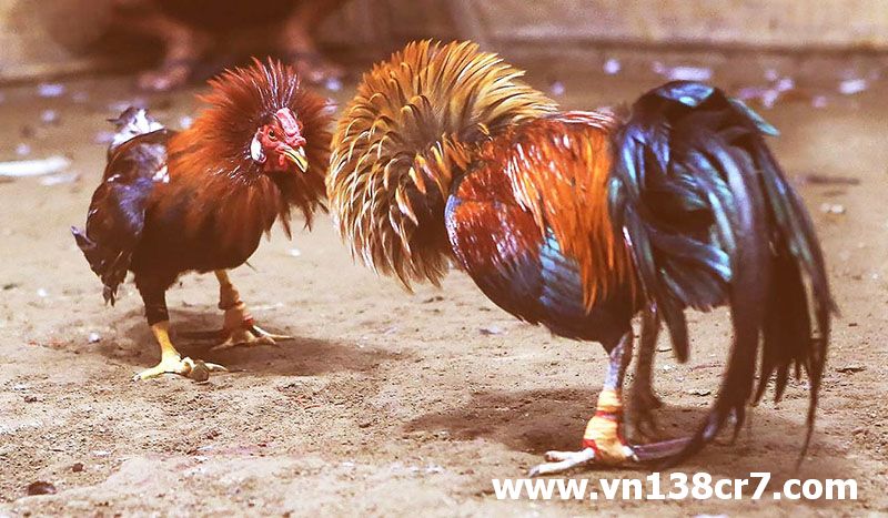 Dòng gà nào được sử dụng trong các giải đấu nước ngoài
