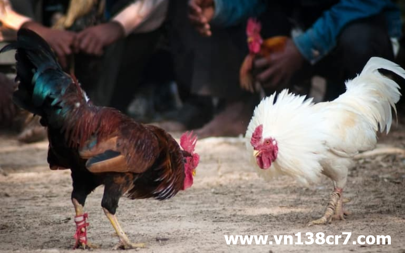 Hình ảnh thú vị của 2 chiến kê trước khi bước vào trận đấu