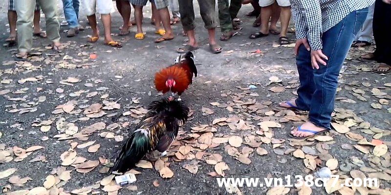 Một số thông tin tổng quan về đá gà Vĩnh Gia