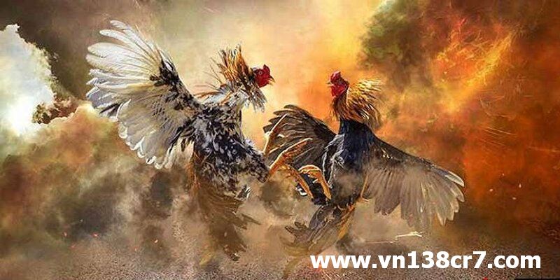Lưu ý khi xem và cá cược đá gà Vĩnh Gia