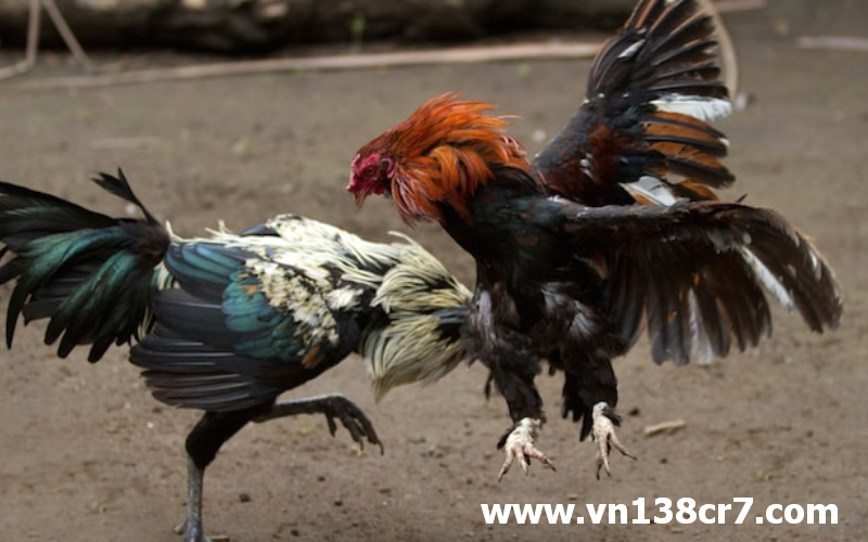 Trực tiếp đá gà Khmer quyết liệt, gay cấn