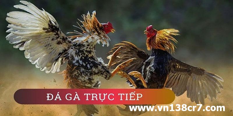 Xem đá gà trực tiếp Bến Tre