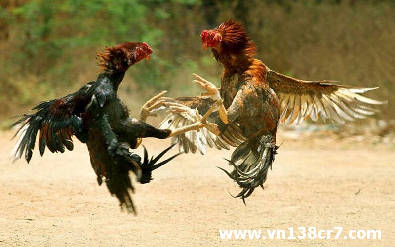 Xem đá gà trực tiếp nước ngoài dễ dàng tại VN138